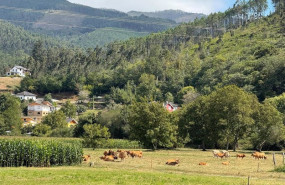 ep vacas en una finca  archivo