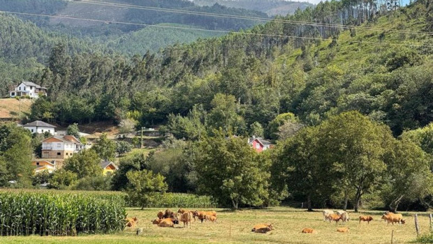 ep vacas en una finca  archivo