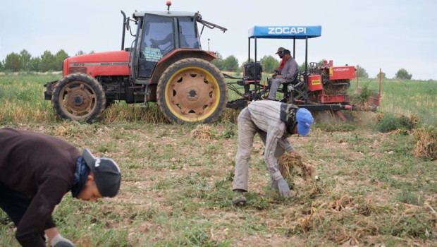 ep varios agricultores y un tractor durante la recogida del ajo morado en un campo de la cooperativa