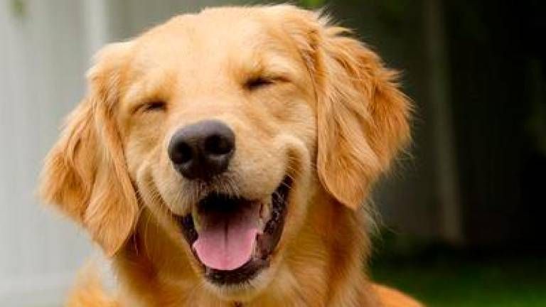 1586943190 perro feliz