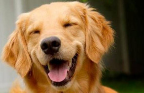 1586943190 perro feliz