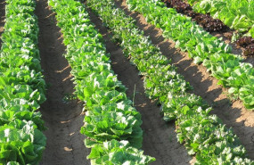 ep archivo   ava asaja pide al gobierno ampliar el plazo de solicitud de las ayudas de fertilizantes