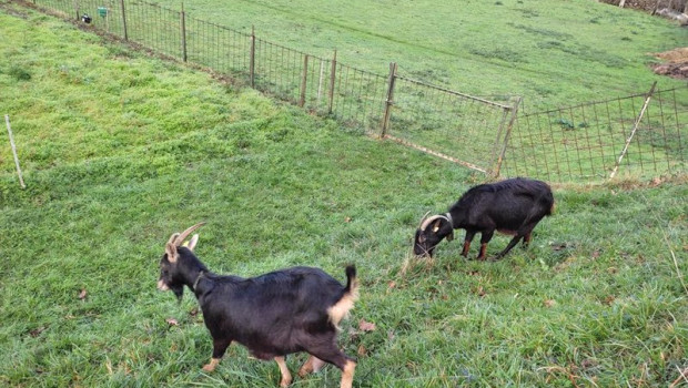 ep archivo   cabras en un campo