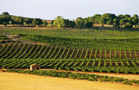 ep archivo   ruta del vino ribera del duero