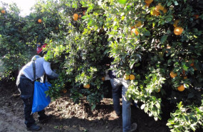 ep archivo   trabajadores en el campo