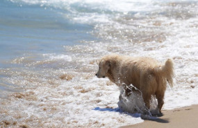 ep archivo   un perro en el area de perros de la playa de llevant a 21 de julio de 2025 en barcelona
