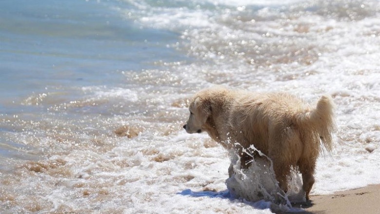 ep archivo   un perro en el area de perros de la playa de llevant a 21 de julio de 2025 en barcelona