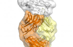 ep este es un anticuerpo cr3022 unido al dominio de union al receptor de sars2-cov-2