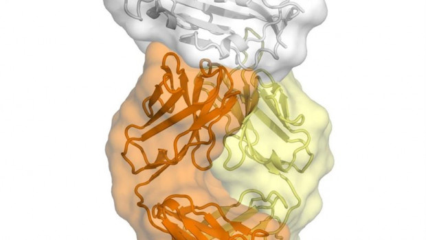 ep este es un anticuerpo cr3022 unido al dominio de union al receptor de sars2-cov-2