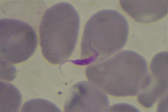 Parásito del Chagas | RICET ep parasitochagas