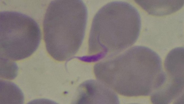 ep parasitochagas