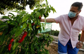 ep un agricultor cultiva pimientos en una huerta
