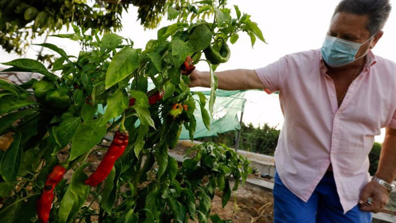Un agricultor cultiva pimientos en una huerta, | Edu Botella - Europa Press ep un agricultor cultiva pimientos en una huerta