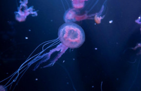 1572006665 pelagia noctiluca