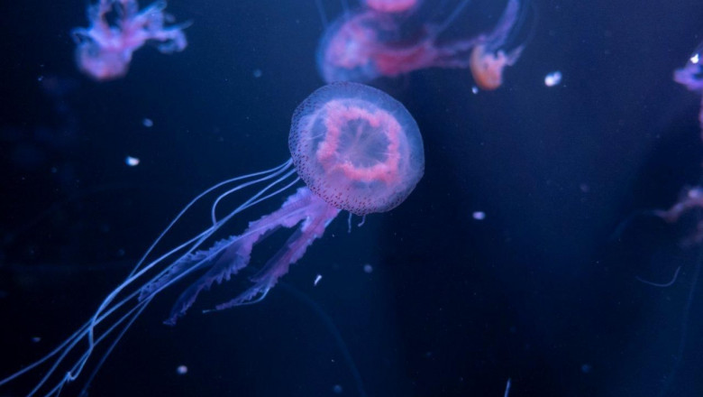 1572006665 pelagia noctiluca