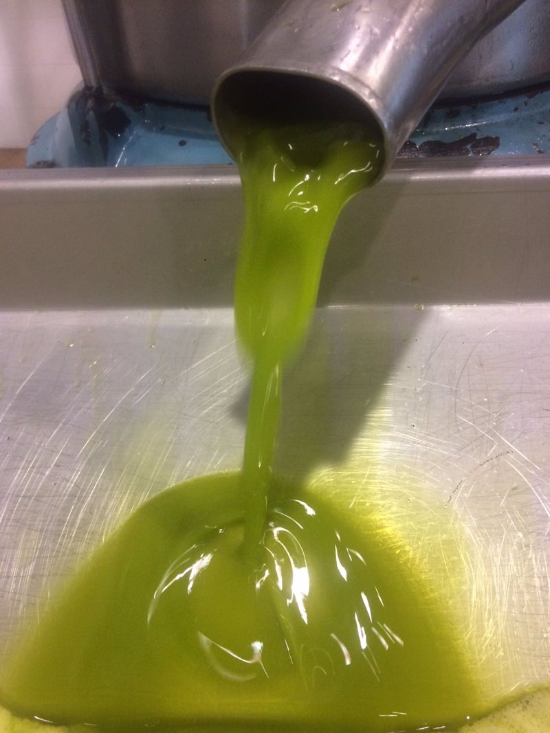 ep aceite de oliva en almazara