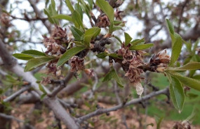 ep almendros afectados por heladas