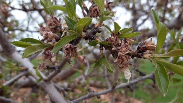 ep almendros afectados por heladas