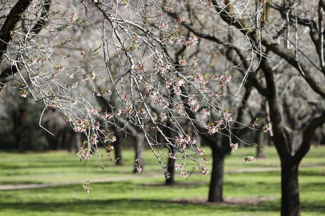 Árboles en el Retiro | AYUNTAMIENTO DE MADRID ep arbolesretiro