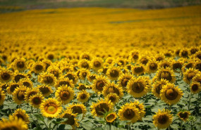 ep archivo   campo de girasoles