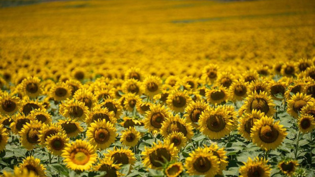 ep archivo campo de girasoles ep archivo campo de girasoles