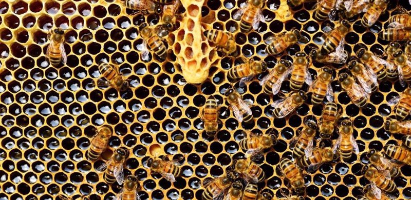 ep archivo colmena de abejas 20240502130503 ep archivo colmena de abejas 20240502130503