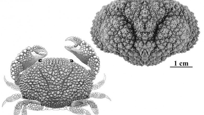 ep fosil y reconstruccion de uno de los nuevos cangrejos bautizado como daira corallina ep fosil y reconstruccion de uno de los nuevos cangrejos bautizado como daira corallina