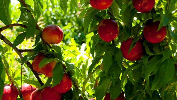 ep fruta de hueso