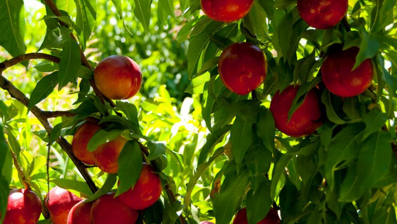 ep fruta de hueso