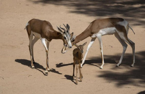 ep nace en bioparc valencia una gacela de una especie que salvo de la extincion un pionero