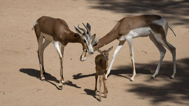 ep nace en bioparc valencia una gacela de una especie que salvo de la extincion un pionero