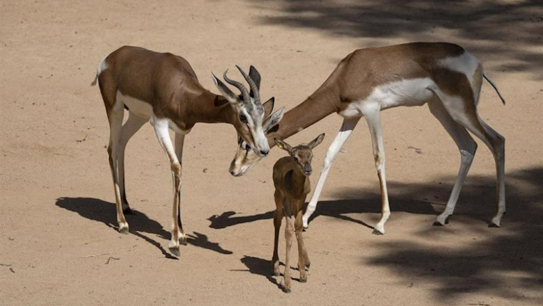 ep nace en bioparc valencia una gacela de una especie que salvo de la extincion un pionero ep nace en bioparc valencia una gacela de una especie que salvo de la extincion un pionero