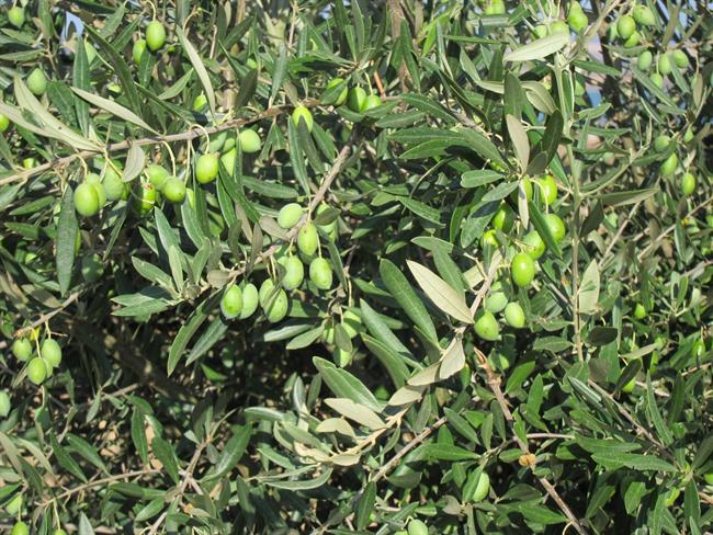 ep olivo olivas aceite