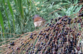 ep turdus leucomelas zorzal cumple una funcion vital para evitar la extincion de la palmera del