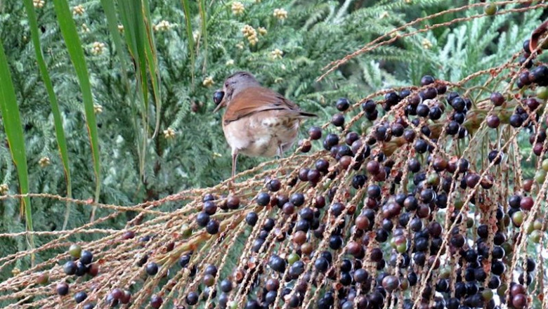 ep turdus leucomelas zorzal cumple una funcion vital para evitar la extincion de la palmera del ep turdus leucomelas zorzal cumple una funcion vital para evitar la extincion de la palmera del