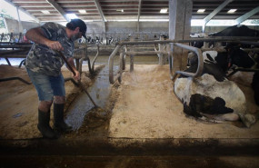 ep un ganadero junto a vacas de una ganaderia de lacteo en sabadelle ep un ganadero junto a vacas de una ganaderia de lacteo en sabadelle