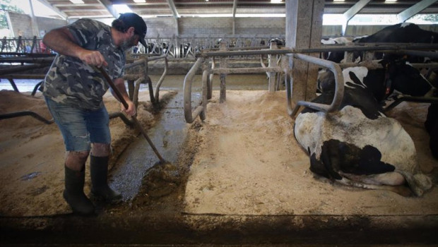 ep un ganadero junto a vacas de una ganaderia de lacteo en sabadelle