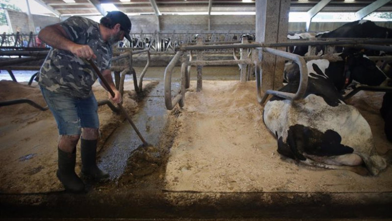 ep un ganadero junto a vacas de una ganaderia de lacteo en sabadelle ep un ganadero junto a vacas de una ganaderia de lacteo en sabadelle