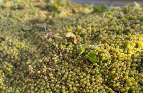 ep uvas 20250818135603