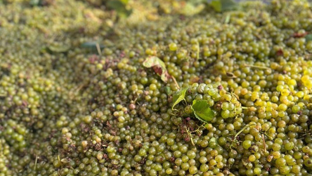 ep uvas 20250818135603