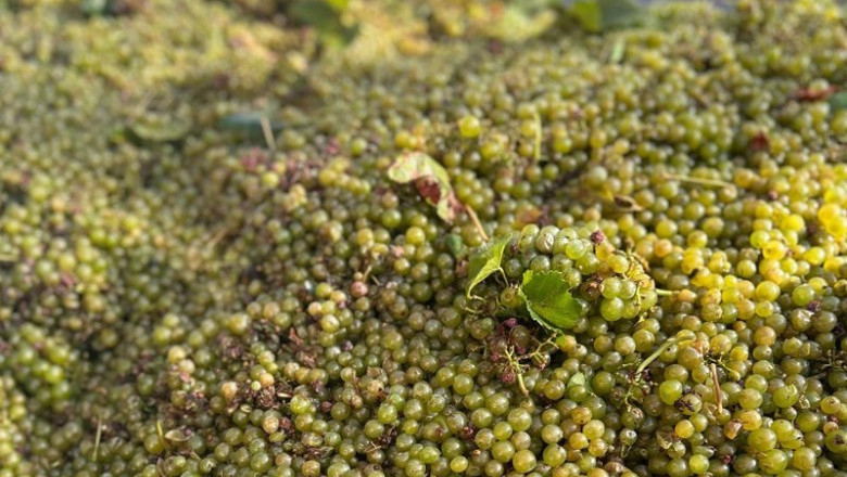 ep uvas 20250818135603