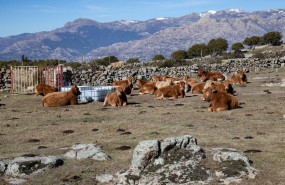 ep varias vacas descansan en una finca