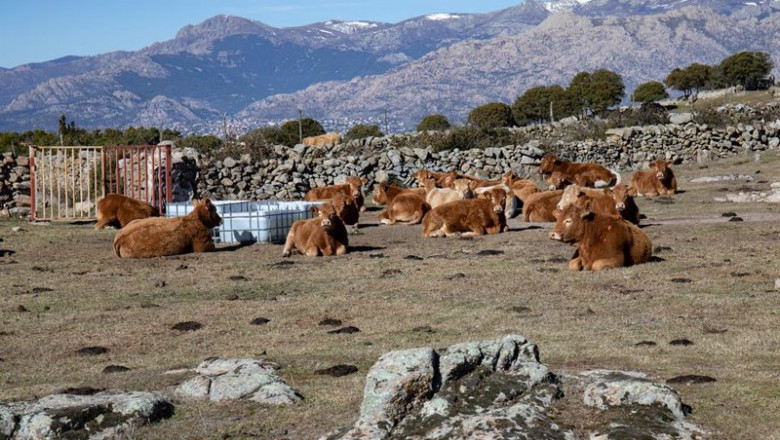 Varías vacas descansan en una finca | Rafael Bastante - Europa Press ep varias vacas descansan en una finca