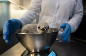 1642599669 pesaje ping ino barbijo baby penguin loro parque