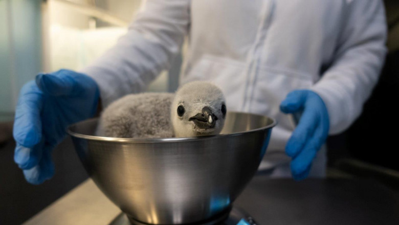 1642599669 pesaje ping ino barbijo baby penguin loro parque