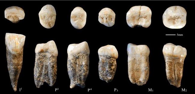 ep dientes fosiles originales del hombrepekin homo erectus halladochin