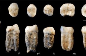 ep dientes fosiles originales del hombrepekin homo erectus halladochin
