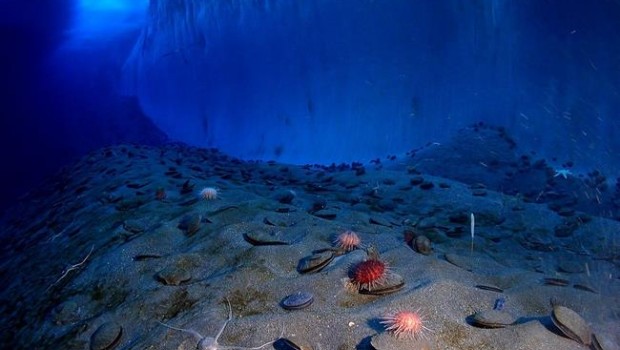 ep fondo marinooceano antartico