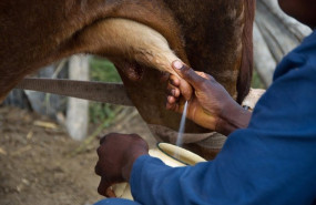 ep ganadero y leche