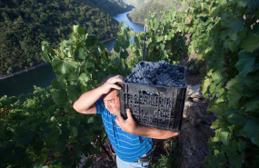 ep un vendimiador transporta en una caja parte de la cosecha recogida en el vinedo de la bodega